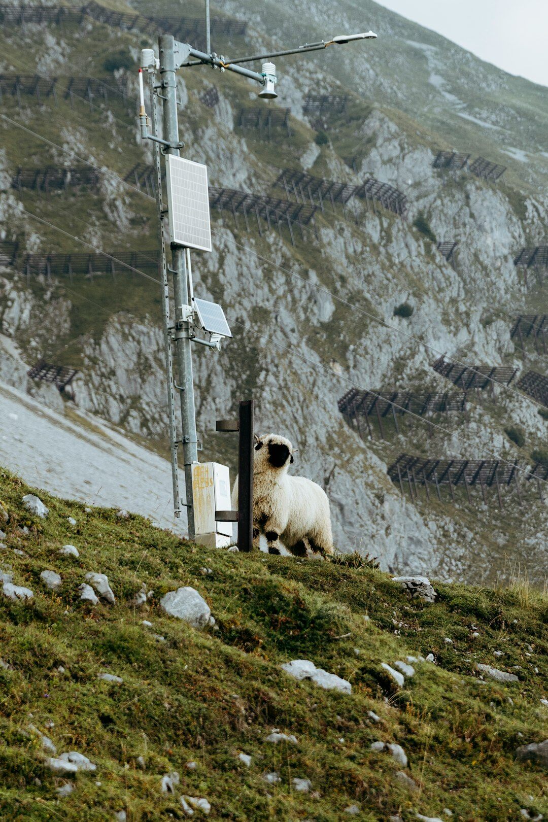 Monteuse vidéo suisse travaillant sur un poste multi-écrans
